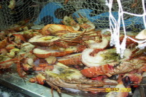 Photo Des Homards