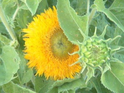 Tournesol Teddy Bear, Potager 2007