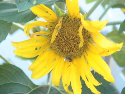 Tournesol Queen Limon, Potager 2007