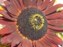 Tournesol queen velvet, Potager 2007