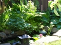 Mon petit jardin d'eau