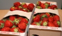 Fraises De Sainte-anne-des-plaines